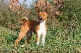 BASENJI